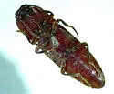 Melanotus cribricollis - photo 5