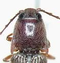 Melanotus cribriventris - photo 2
