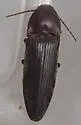 Melanotus decumanus - photo 2