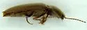 Melanotus decumanus - photo 3