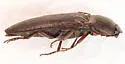 Melanotus decumanus - photo 4