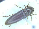 Melanotus decumanus - photo 5