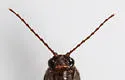Melanotus depressus - photo 2