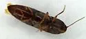 Melanotus depressus - photo 3