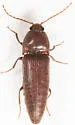 Melanotus dietrichi - Melanotus dietrichi
