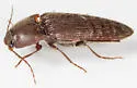 Melanotus dietrichi - photo 2