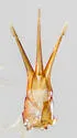 Melanotus dietrichi - photo 3
