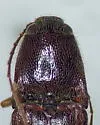 Melanotus difficilis - photo 2