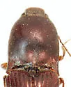 Melanotus gradatus - photo 2