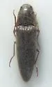 Melanotus hyslopi
