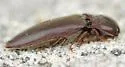 Melanotus ignobilis - photo 2
