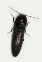 Melanotus ignobilis - photo 3