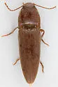 Melanotus indistinctus - Melanotus indistinctus