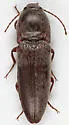 Melanotus indistinctus - photo 3