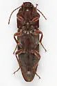 Melanotus indistinctus - photo 4