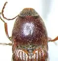 Melanotus indistinctus - photo 5