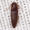 Melanotus insipiens - photo 2