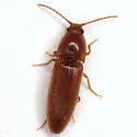 Melanotus insipiens - photo 3