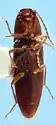 Melanotus insipiens - photo 5