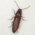 Melanotus lanceatus - photo 2