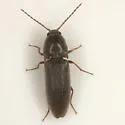 Melanotus lanei - Melanotus lanei
