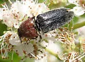 Melanotus leonardi