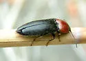Melanotus leonardi - photo 2