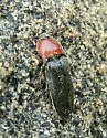 Melanotus leonardi - photo 3