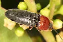 Melanotus leonardi - photo 4