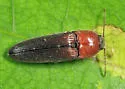 Melanotus leonardi - photo 5