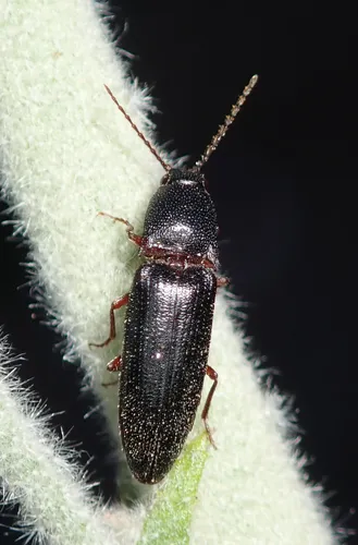 Melanotus longulus - Melanotus longulus