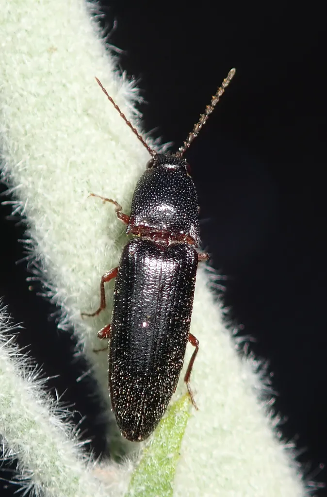 Melanotus longulus - photo 2