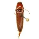 Melanotus macer - Melanotus macer