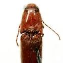 Melanotus macer - photo 2