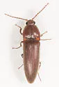 Melanotus miscellus - Melanotus miscellus