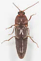 Melanotus miscellus - photo 2