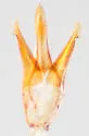 Melanotus miscellus - photo 3