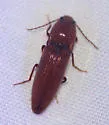 Melanotus morosus - Melanotus morosus