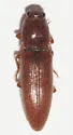 Melanotus morosus - photo 2