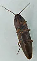 Melanotus morosus - photo 3