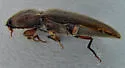 Melanotus morosus - photo 4