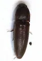 Melanotus opacicollis - Melanotus opacicollis