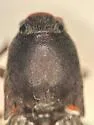 Melanotus opacicollis - photo 4