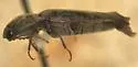 Melanotus opacicollis - photo 5