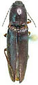 Melanotus parallelus - Melanotus parallelus