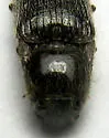 Melanotus pertinax - photo 2