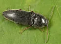 Melanotus pertinax - photo 3