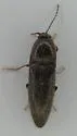 Melanotus pertinax - photo 4
