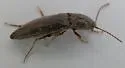 Melanotus pertinax - photo 5