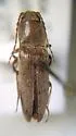 Melanotus pilosus - Melanotus pilosus